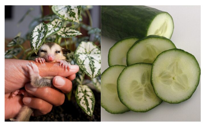 sugar gliders and cucumbers pic